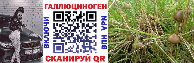 Псилоцибиновые грибы Cubensis Каспийск